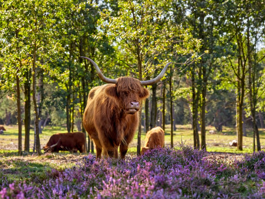 Les Highlands dans une réserve naturelle