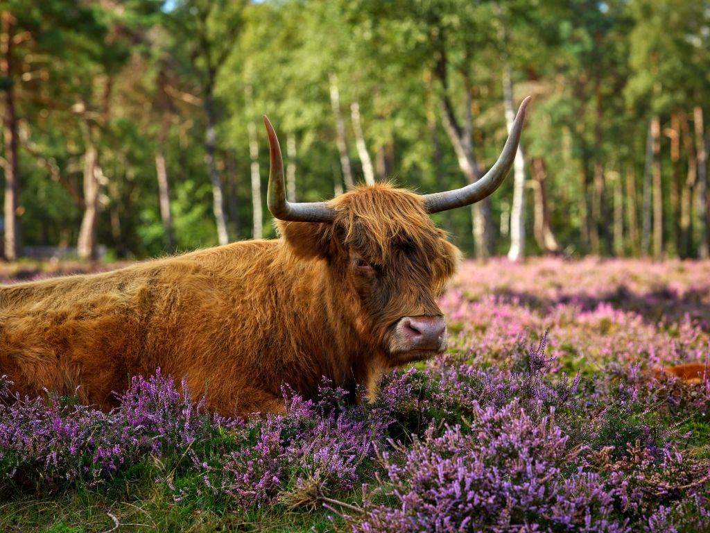Le robuste Highland écossais