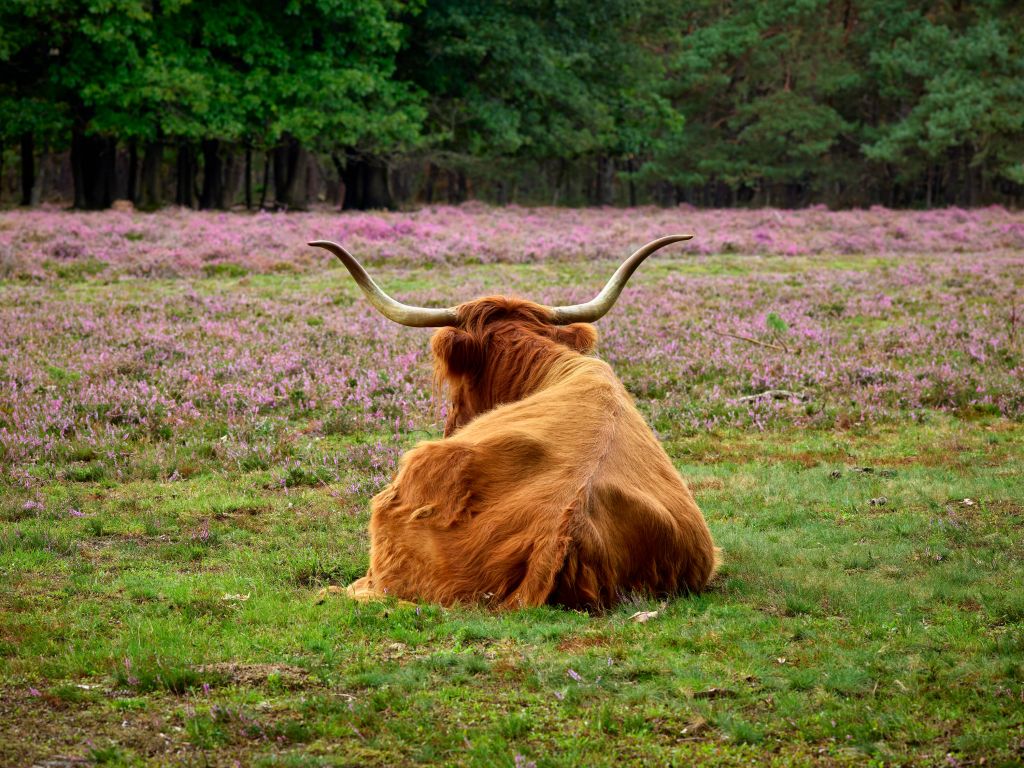 Le Highland écossais à l'affût