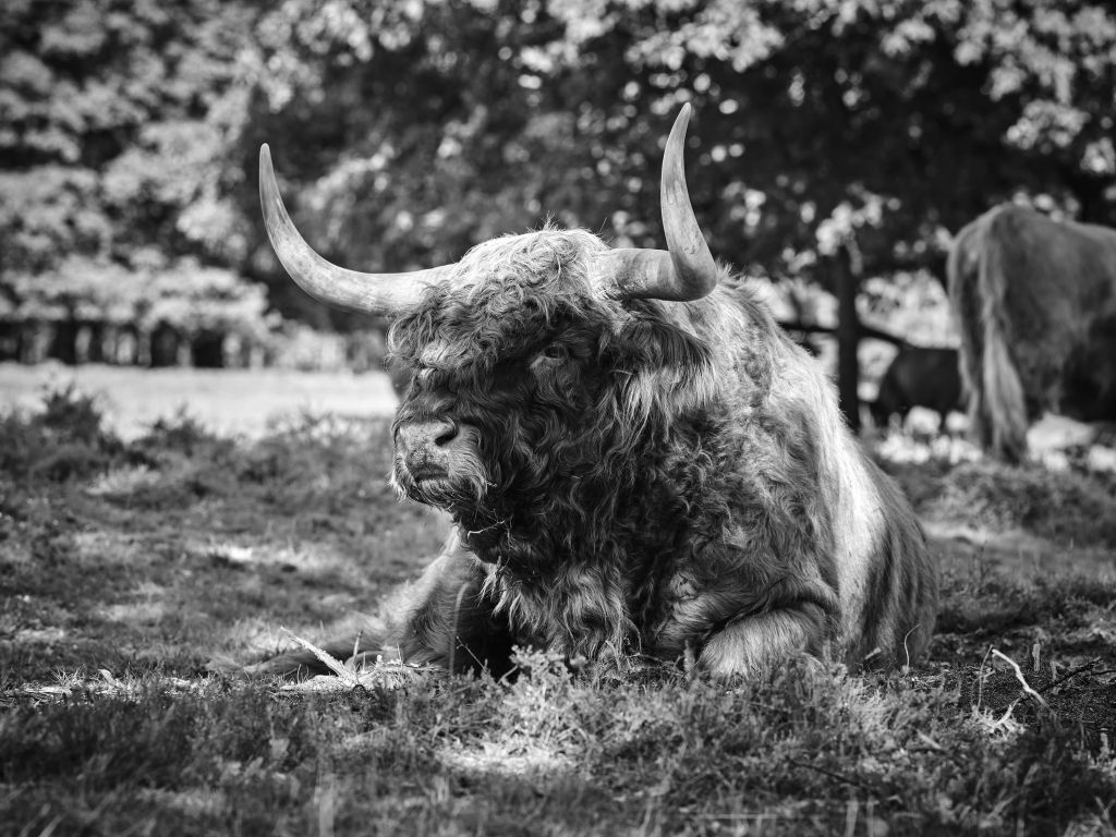 Taureau Highland écossais