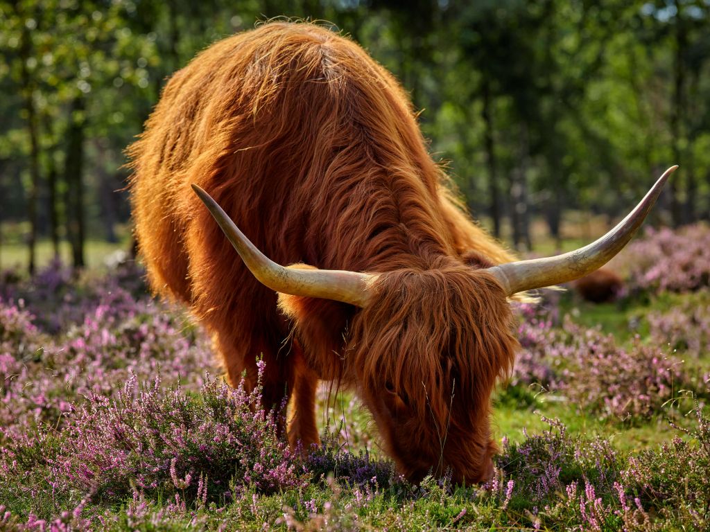 Highland écossais qui pâture en zone de bruyère