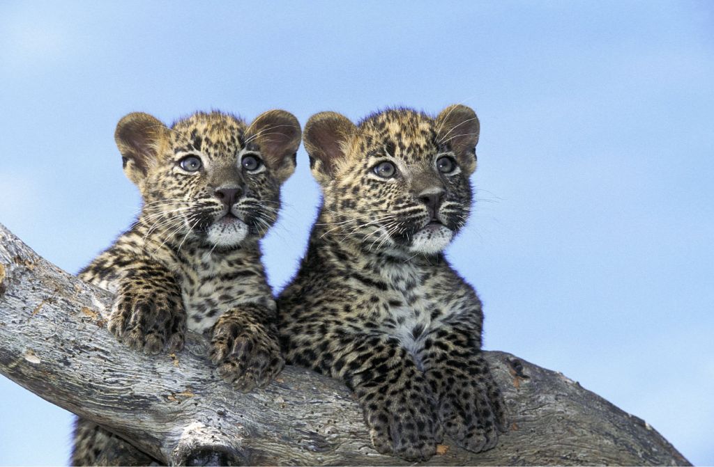 Bébés léopards