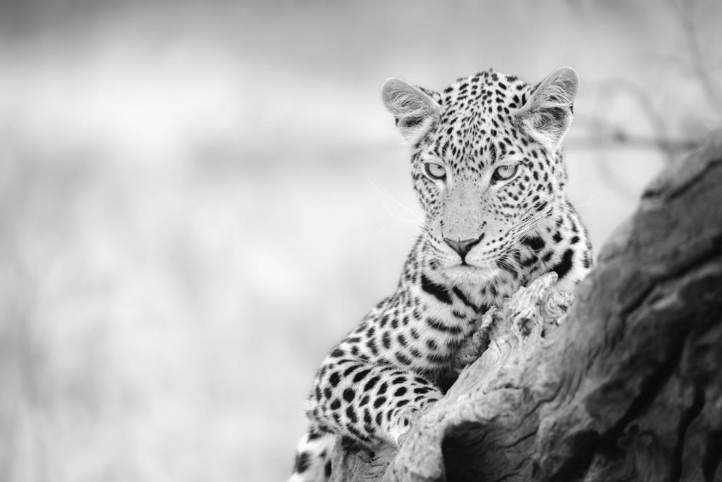 Léopard en noir et blanc