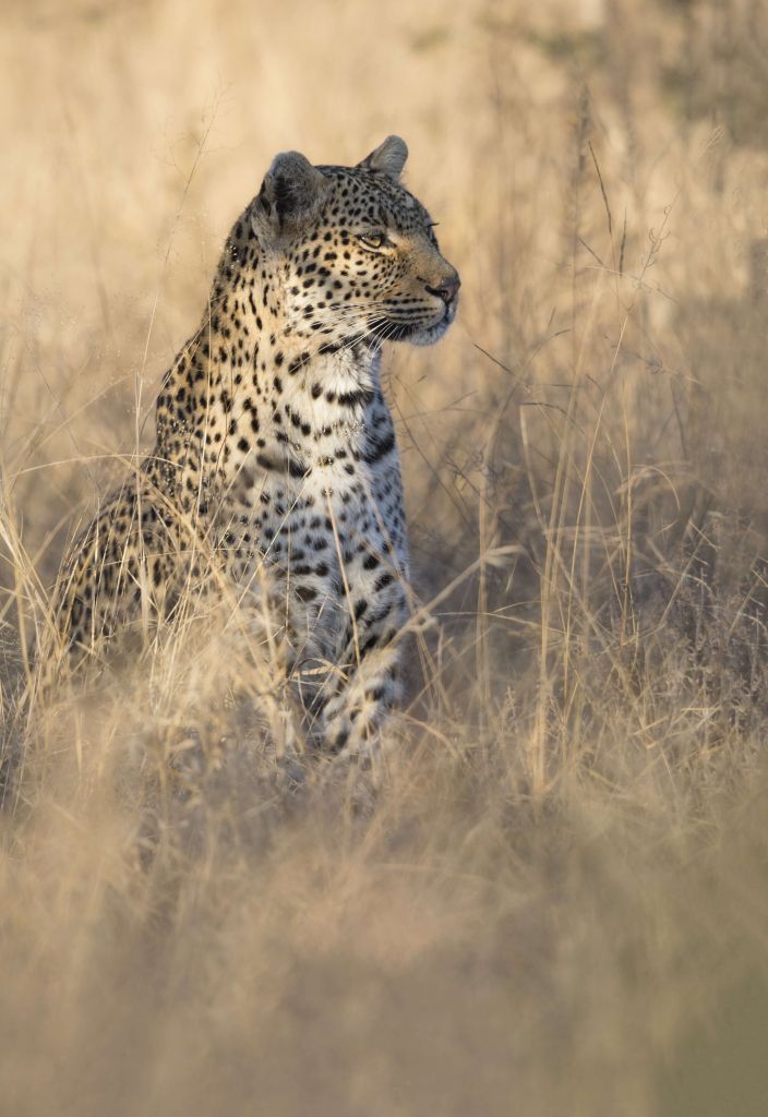 La chasse au léopard
