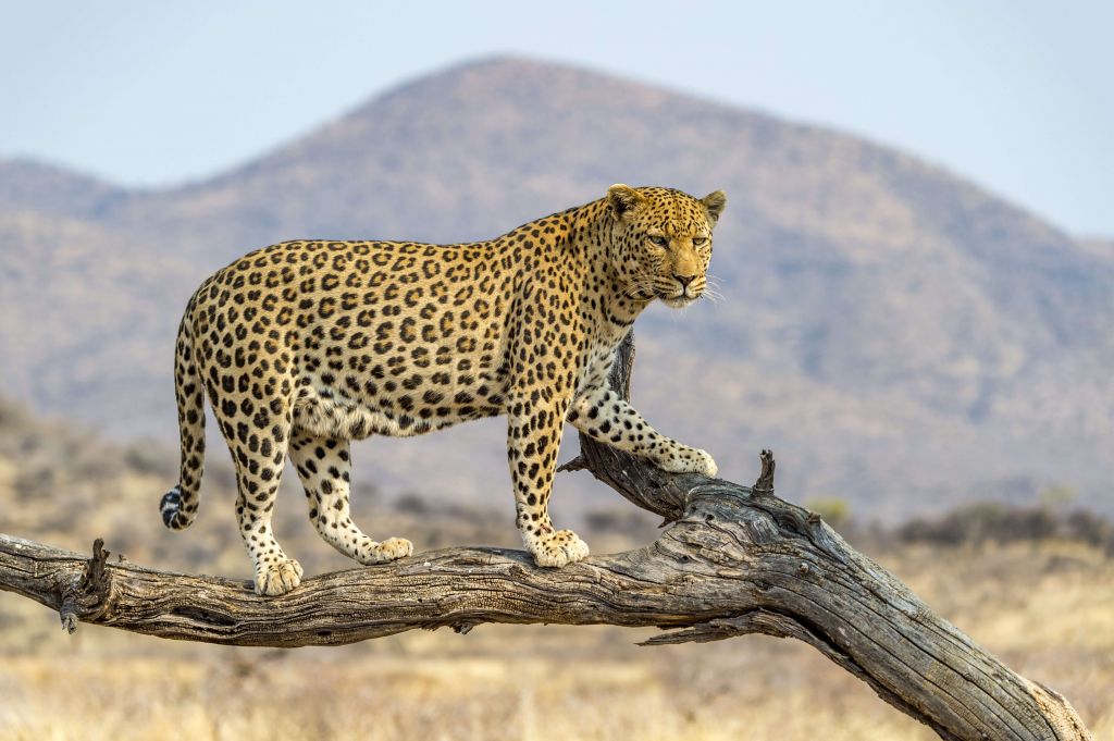 Léopard en Namibie