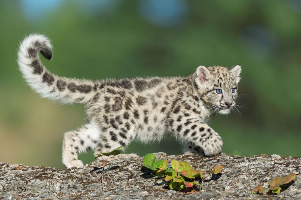 Bébé léopard des neiges