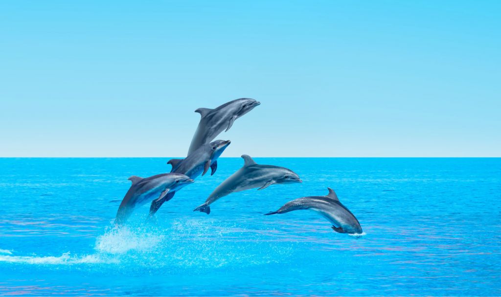 Dauphins sauteurs