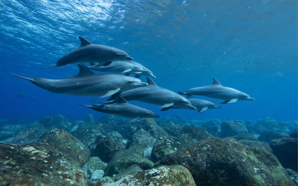 Dauphins et rochers