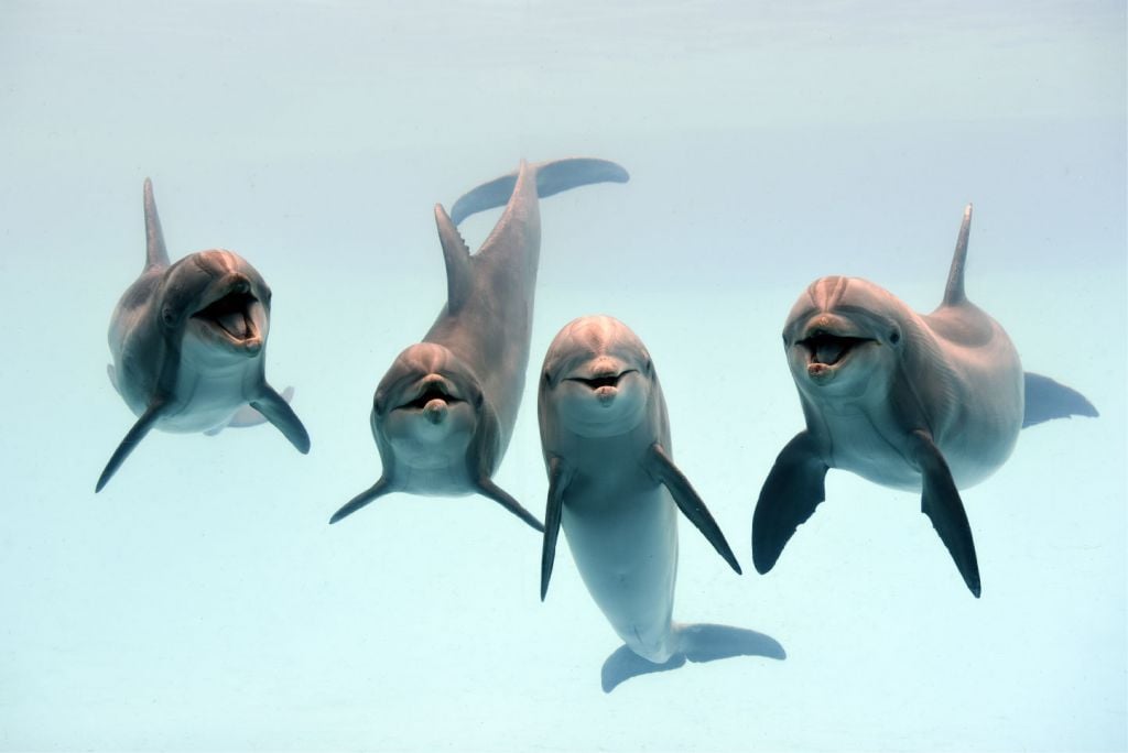 Dauphins rieurs