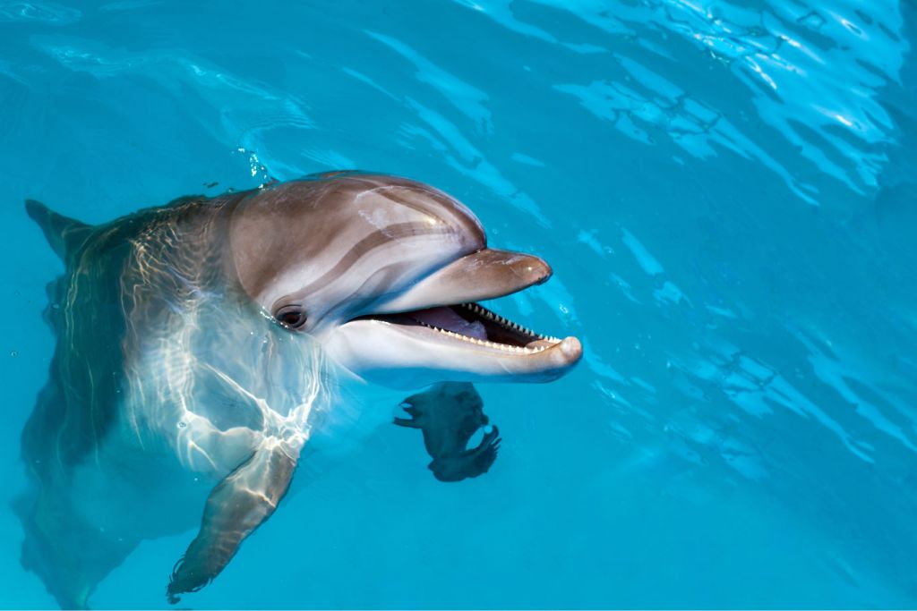 Un dauphin sympathique