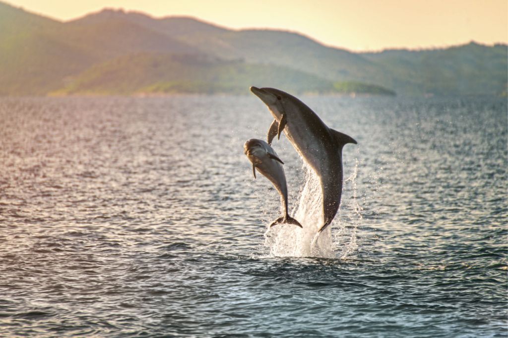 Deux dauphins qui sautent