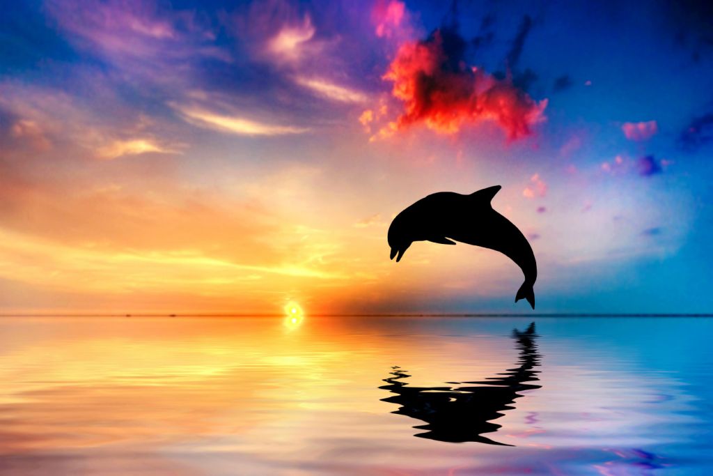 Silhouette de dauphin