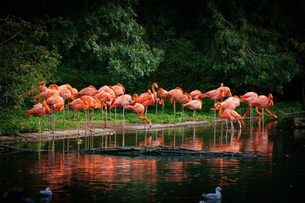Les flamants roses à l'eau
