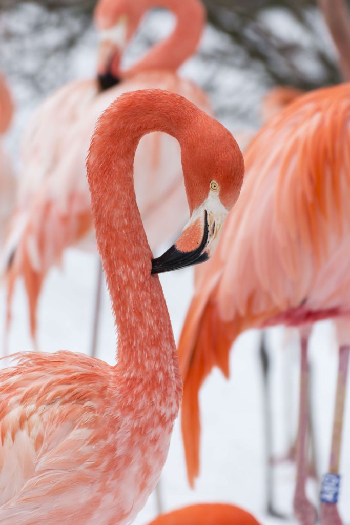 Portrait de flamant