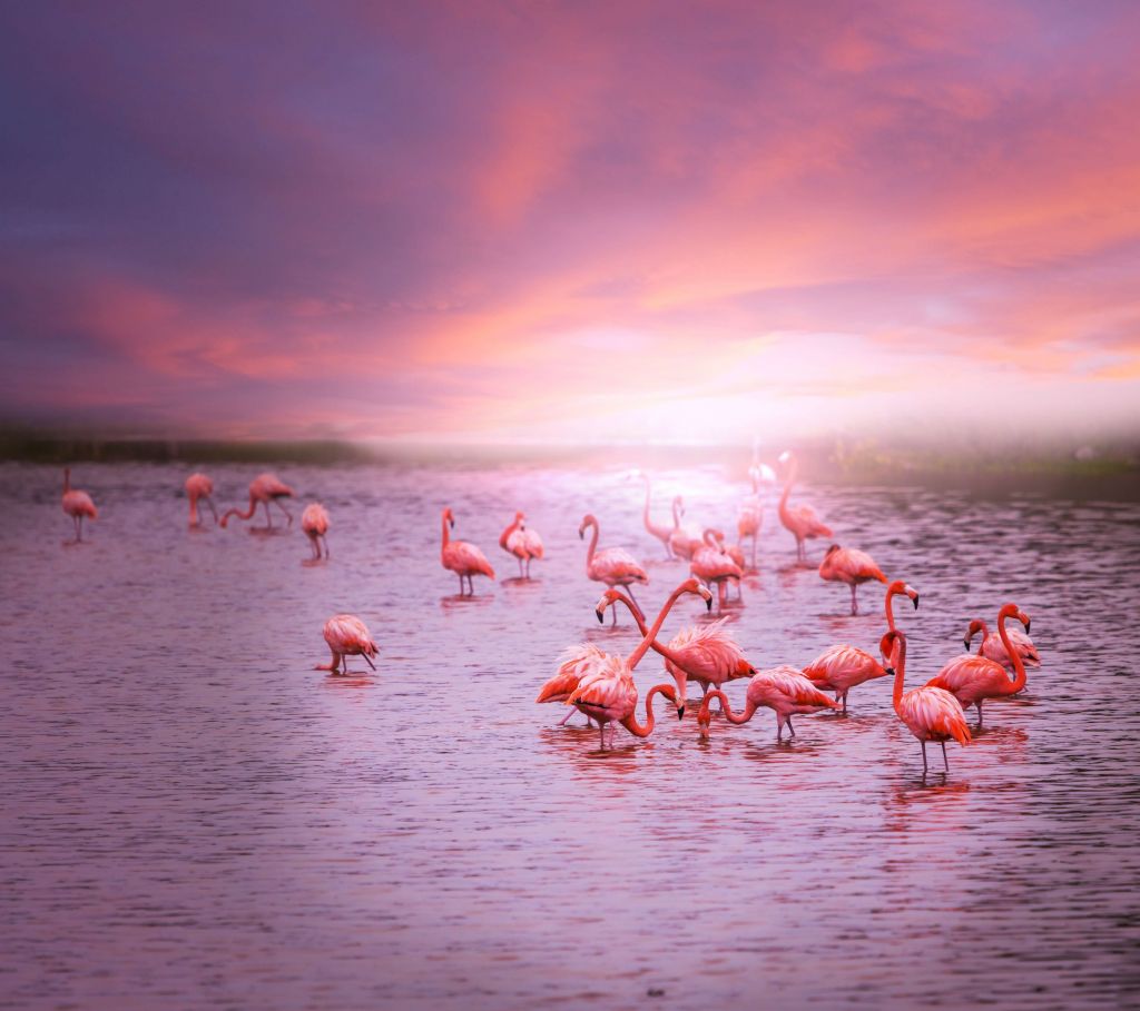 Flamants et le coucher de soleil