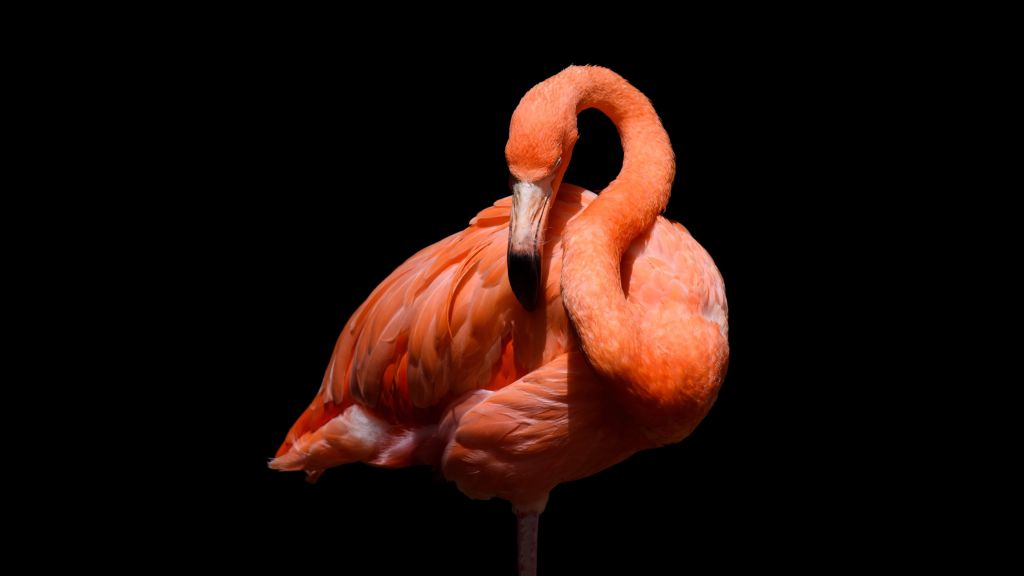Flamant rose sur fond noir