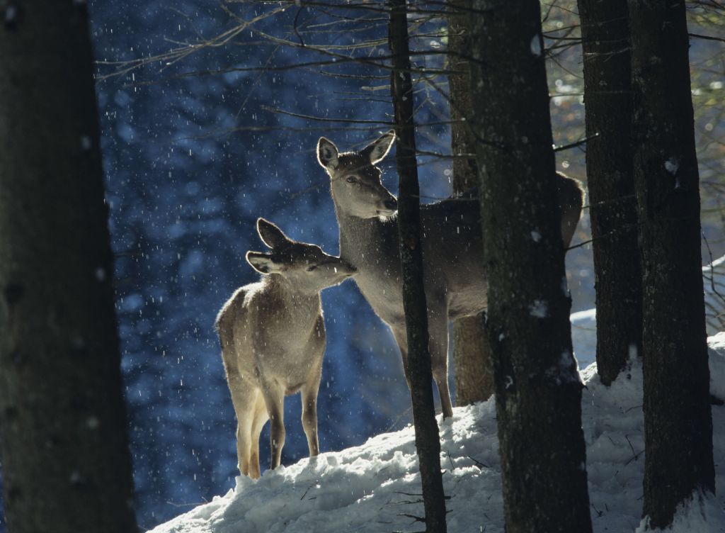 Deux faons dans la neige