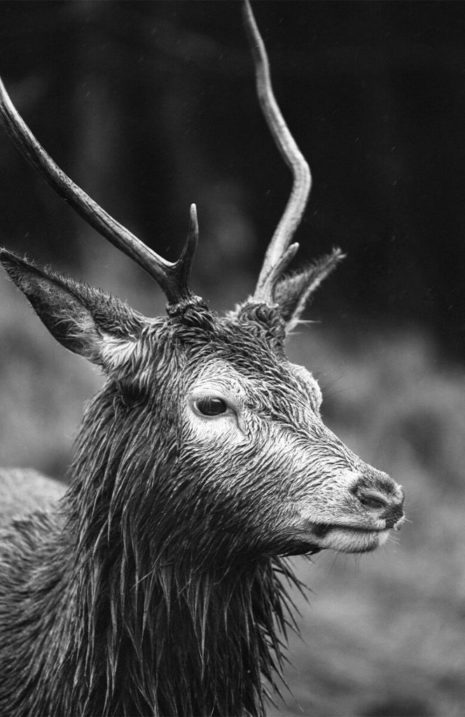 Portrait de cerf en noir et blanc