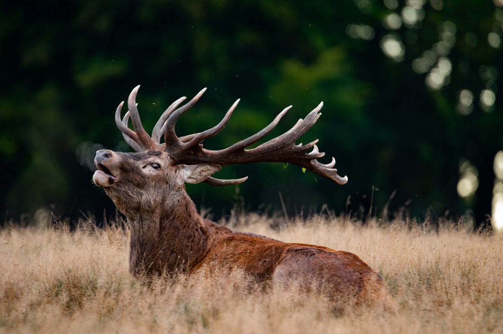 Cerf rugissant