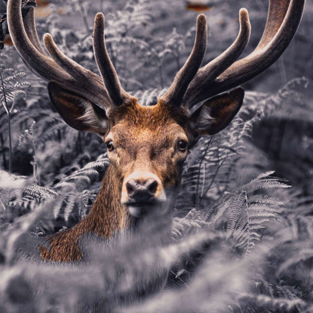 Gros plan sur un cerf