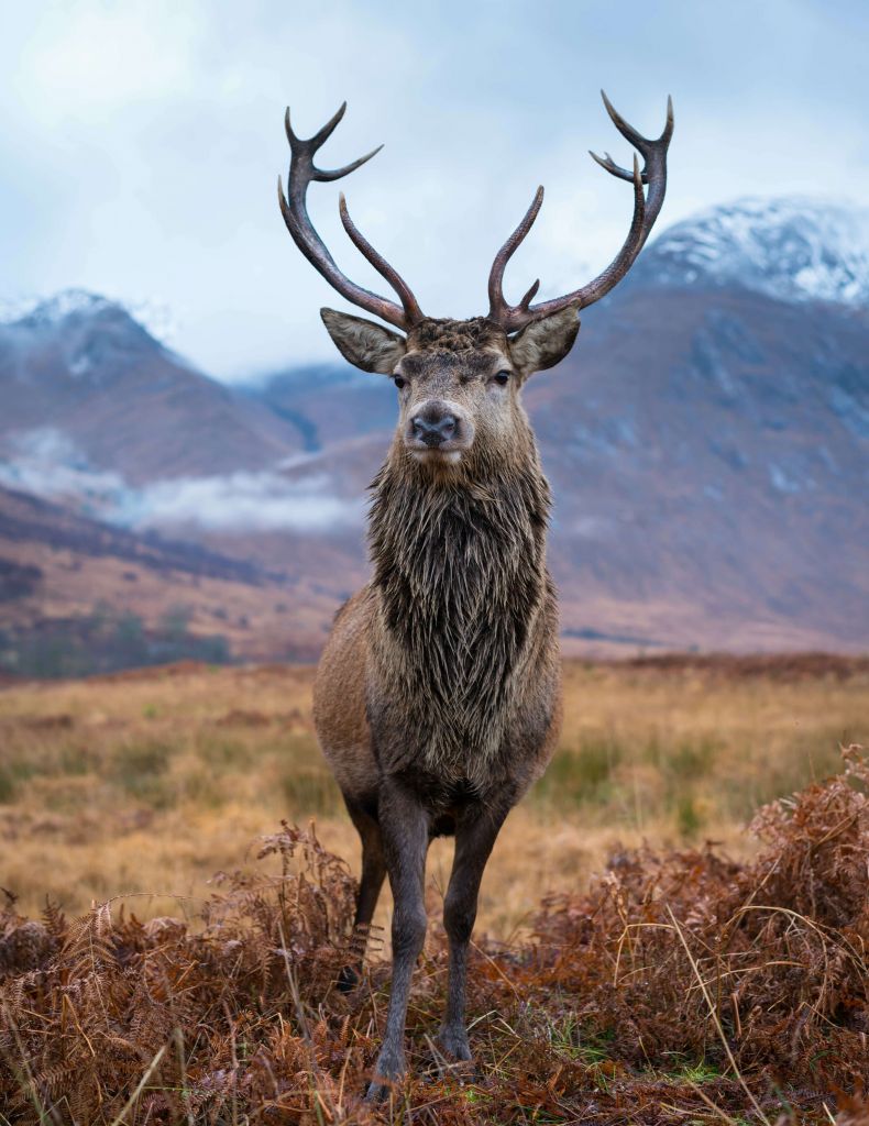 Cerf dans les montagnes