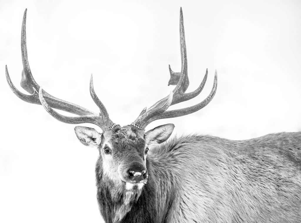 Cerf sur fond blanc
