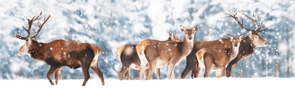 Cerf dans la neige