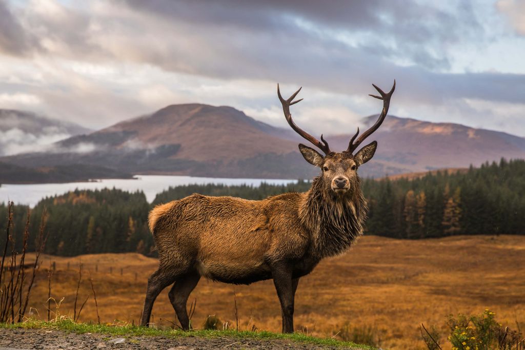 Cerf devant les montagnes