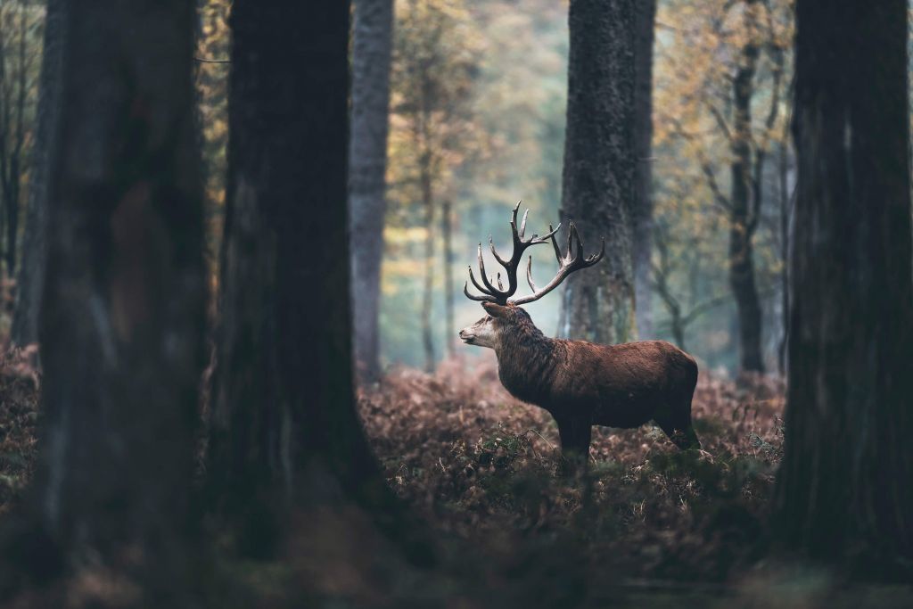 Cerf autonome
