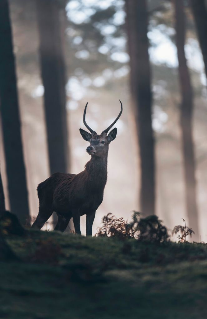 Cerf près des arbres