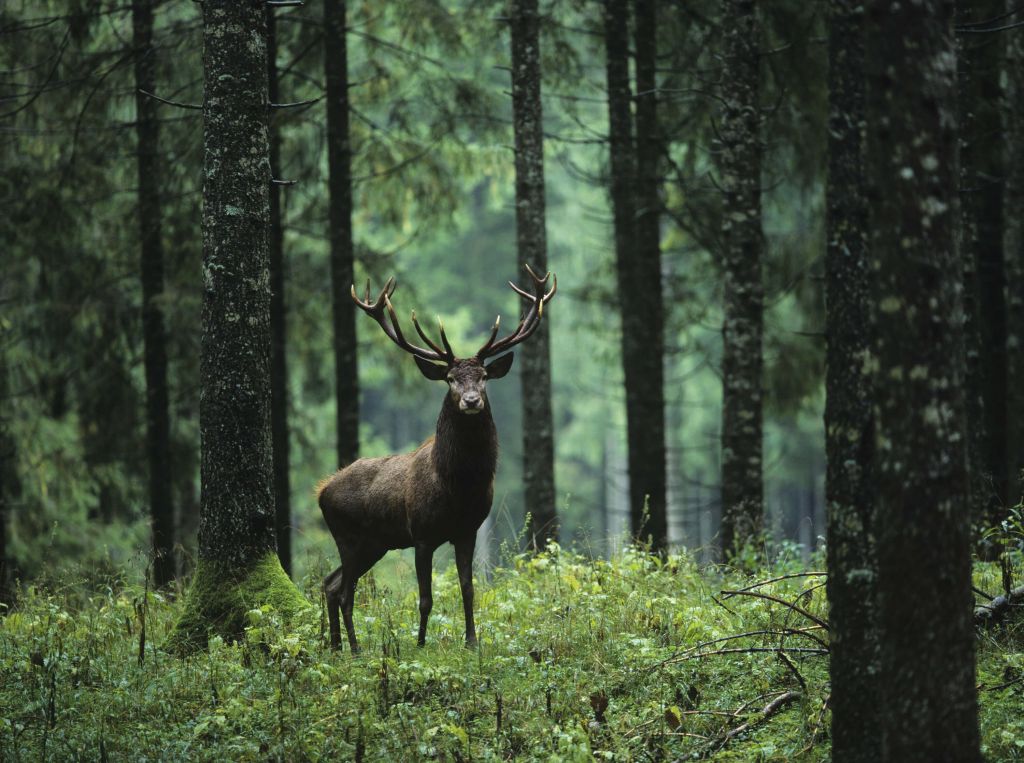 Grand cerf entre les arbres