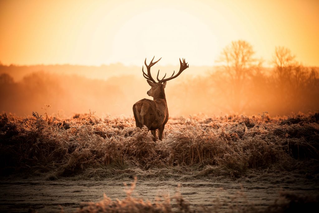 Cerf au lever du soleil