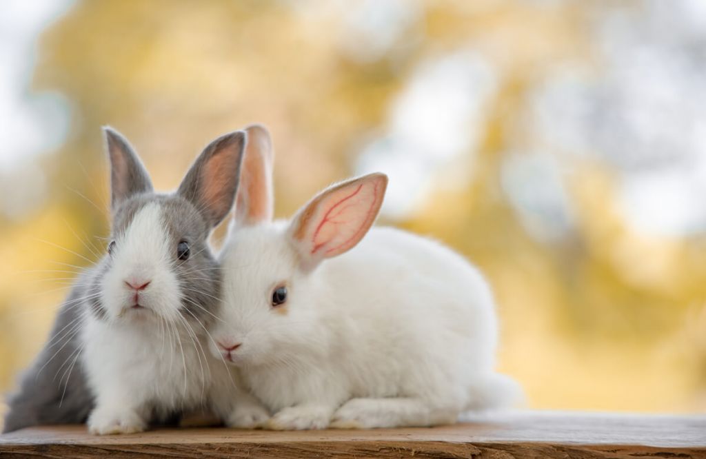 Gros plan sur des lapins