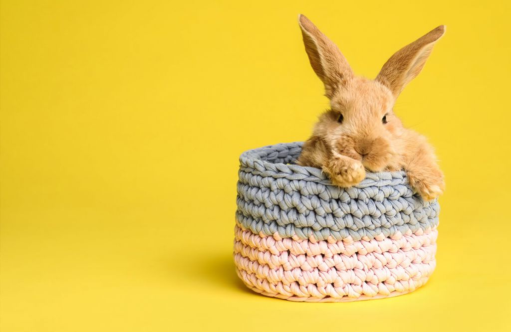 Lapin dans un panier