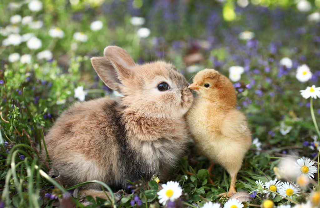 Lapin et poussin