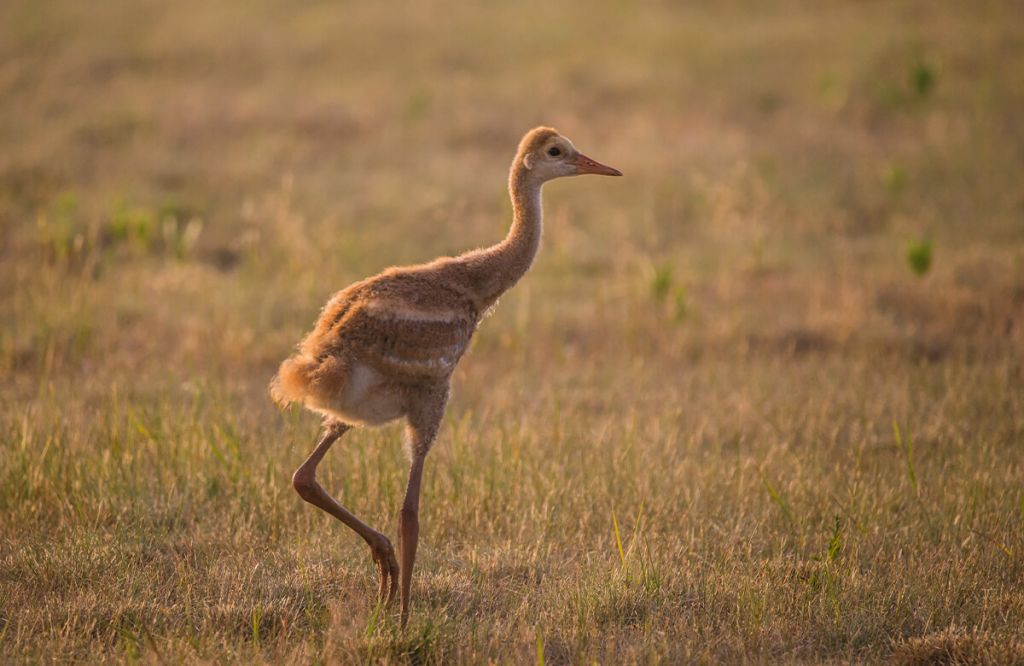 Jeune grue