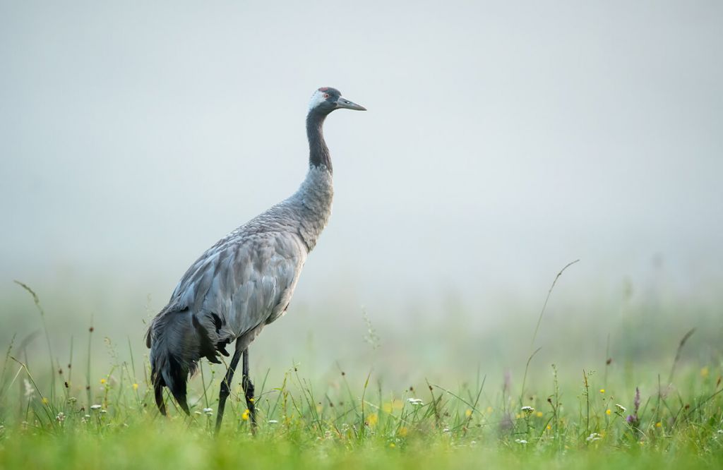 Grue dans la brume du matin