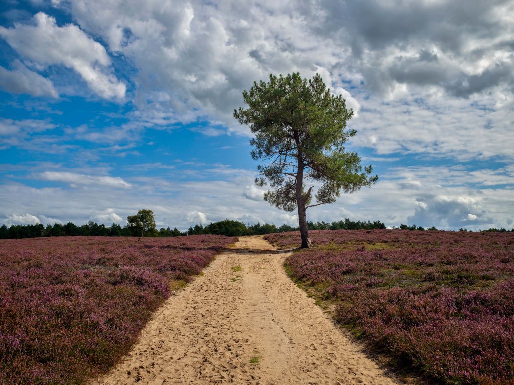 Un arbre dans la bruyère