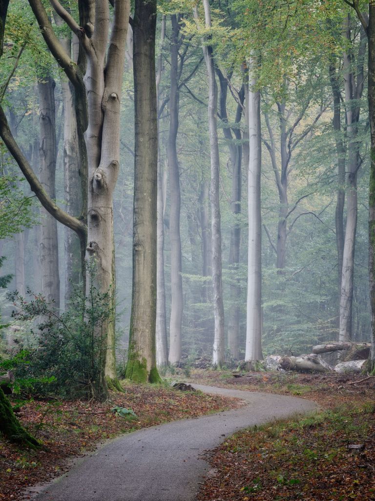 Chemin à travers la forêt