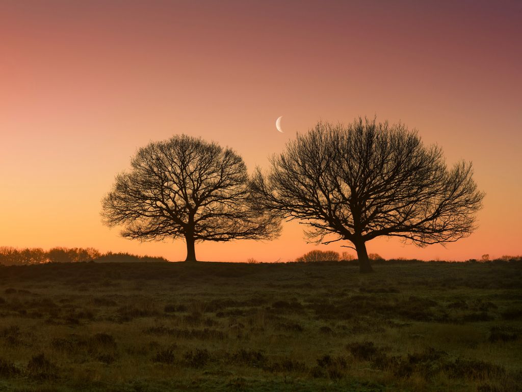 La lune entre les arbres