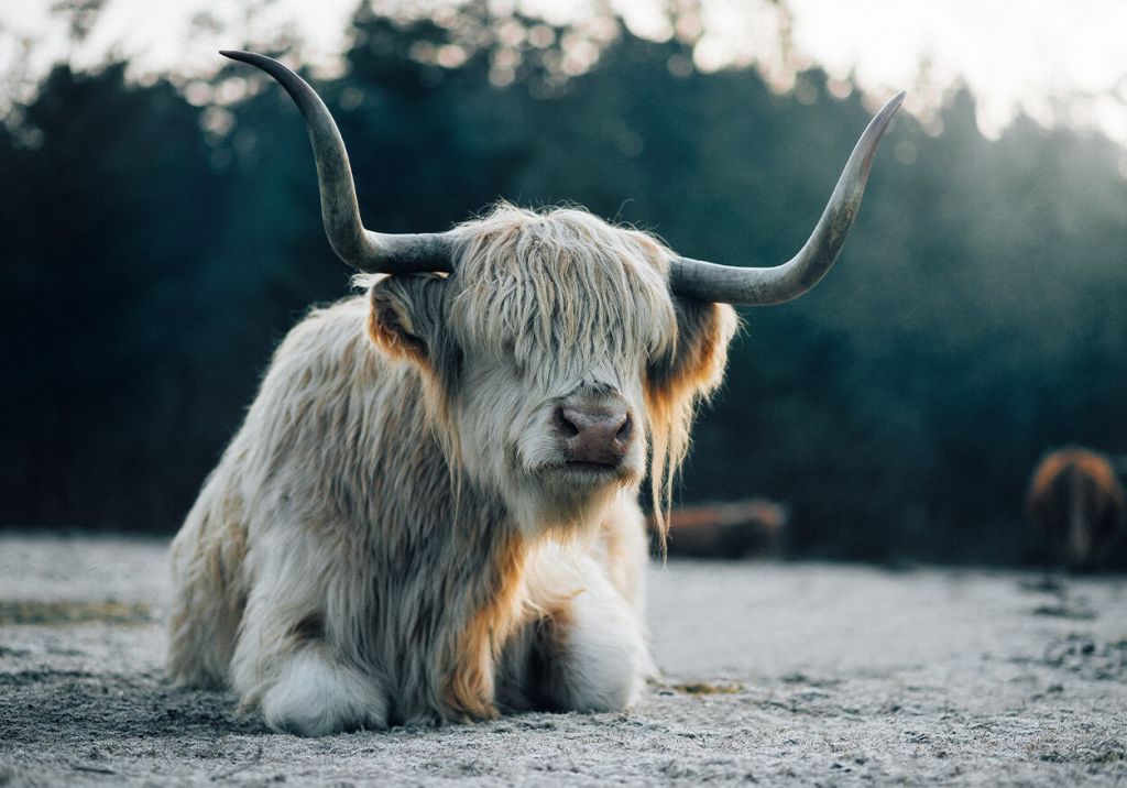 Blanc Scottish Highlander couché