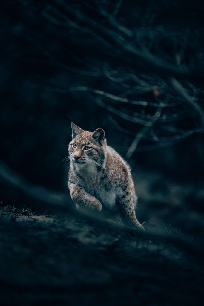 Lynx dans les bois