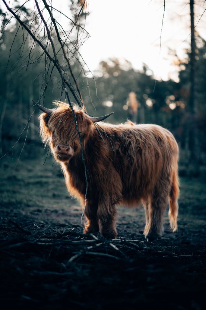 Highlander écossais à l'orée des bois