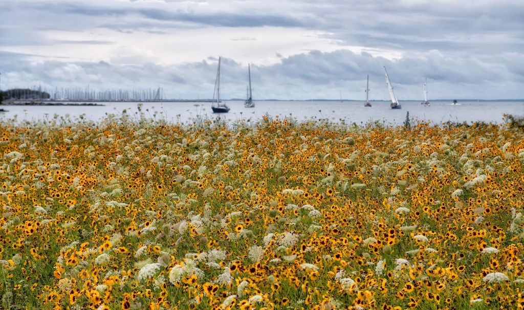 Dandelions