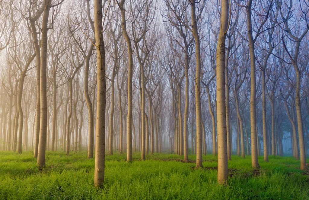 Morning of the Forest
