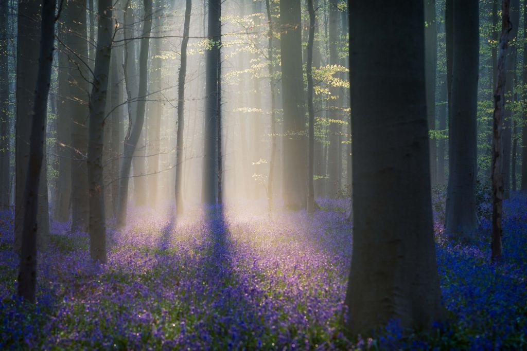 Velvet Light
