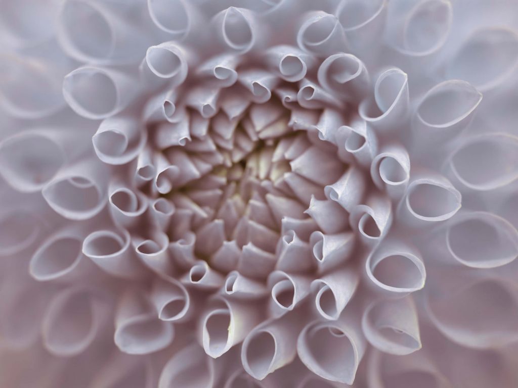 Dahlia en gros plan