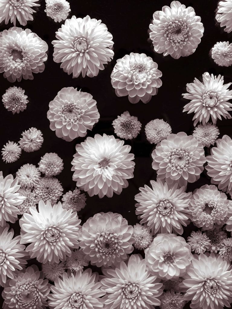Fleurs de dahlia