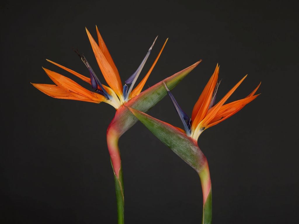 Fleurs de l'oiseau de paradis