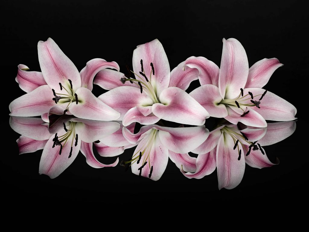 Bouquet de fleurs roses